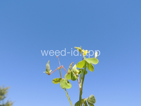 woodsorrel, creeping